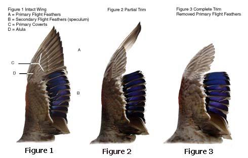 Photo: This is a great diagram on CornerStone Farms site on how we clip the wings of our birds